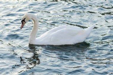 Suda yüzen bir kuğu var. Su koyu mavi.
