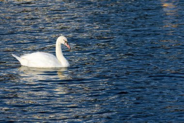 Suda yüzen bir kuğu var. Su koyu mavi.