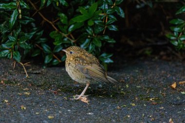 Küçük bir kuş kaldırımın üzerinde duruyor. Kuş kahverengi ve beyazdır. Asfalt gri ve üzerinde yapraklar var.