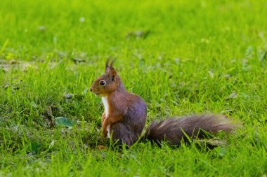 Küçük kahverengi bir sincap çimenli bir tarlada yürüyor. Sincap uzaktaki bir şeye bakıyor.