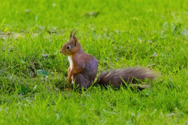 Küçük kahverengi bir sincap çimenli bir tarlada yürüyor. Sincap uzaktaki bir şeye bakıyor.