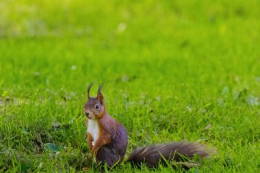 Küçük kahverengi bir sincap çimenli bir tarlada yürüyor. Sincap uzaktaki bir şeye bakıyor.
