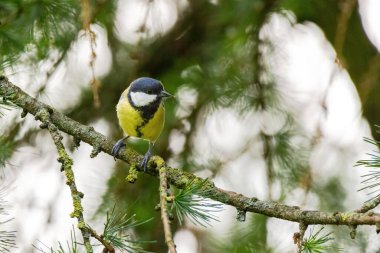 Küçük bir kuş bir ağacın dalına tünemiştir. Kuş sarı ve siyahtır ve yosunlu bir dalın üzerinde oturmaktadır. Kuşun ağaçtaki zamanının tadını çıkarması gibi, görüntüde huzurlu ve huzurlu bir hava var.