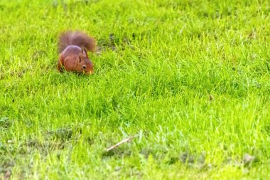 Küçük kahverengi bir sincap çimenli bir tarlada yürüyor. Sincap uzaktaki bir şeye bakıyor.