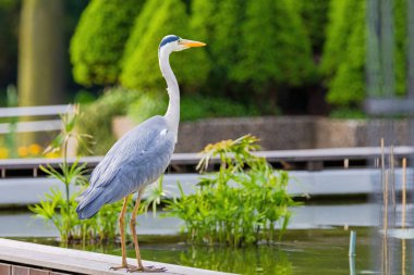 Doğu Akbalıkçıl, Ardea cinsinde beyaz balıkçıl, gölde balık tutuyor.