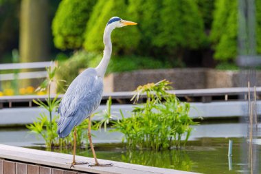 Doğu Akbalıkçıl, Ardea cinsinde beyaz balıkçıl, gölde balık tutuyor.