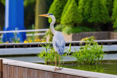 Doğu Akbalıkçıl, Ardea cinsinde beyaz balıkçıl, gölde balık tutuyor.