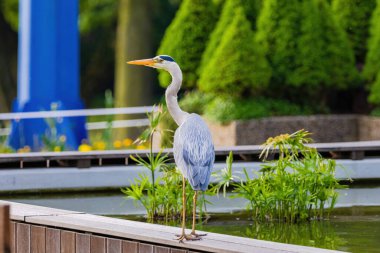 Doğu Akbalıkçıl, Ardea cinsinde beyaz balıkçıl, gölde balık tutuyor.