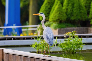 Doğu Akbalıkçıl, Ardea cinsinde beyaz balıkçıl, gölde balık tutuyor.