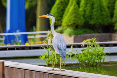 Doğu Akbalıkçıl, Ardea cinsinde beyaz balıkçıl, gölde balık tutuyor.
