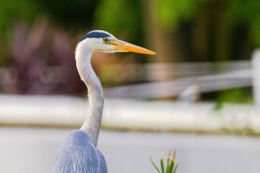 Doğu Akbalıkçıl, Ardea cinsinde beyaz balıkçıl, gölde balık tutuyor.