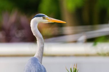 Doğu Akbalıkçıl, Ardea cinsinde beyaz balıkçıl, gölde balık tutuyor.