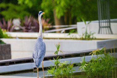 Doğu Akbalıkçıl, Ardea cinsinde beyaz balıkçıl, gölde balık tutuyor.