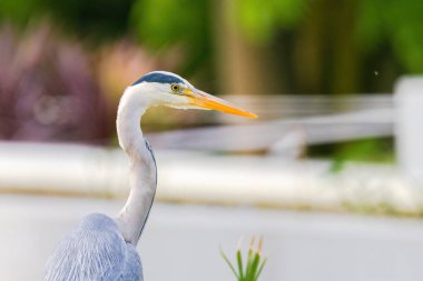 Doğu Akbalıkçıl, Ardea cinsinde beyaz balıkçıl, gölde balık tutuyor.