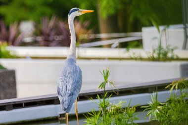 Doğu Akbalıkçıl, Ardea cinsinde beyaz balıkçıl, gölde balık tutuyor.