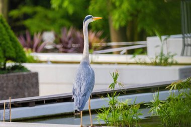 Doğu Akbalıkçıl, Ardea cinsinde beyaz balıkçıl, gölde balık tutuyor.
