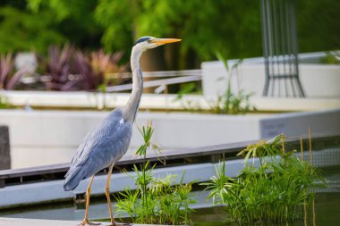 Doğu Akbalıkçıl, Ardea cinsinde beyaz balıkçıl, gölde balık tutuyor.