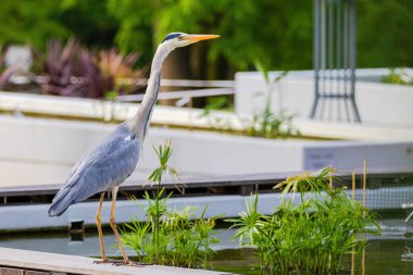 Doğu Akbalıkçıl, Ardea cinsinde beyaz balıkçıl, gölde balık tutuyor.