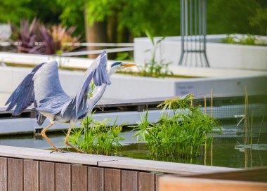 Doğu Akbalıkçıl, Ardea cinsinde beyaz balıkçıl, gölde balık tutuyor.