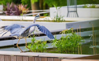 Doğu Akbalıkçıl, Ardea cinsinde beyaz balıkçıl, gölde balık tutuyor.
