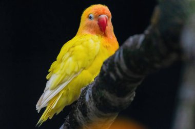 Sarı ve turuncu bir kuş bir dala tünemiştir. Kuş küçük ve parlak bir renge sahip.