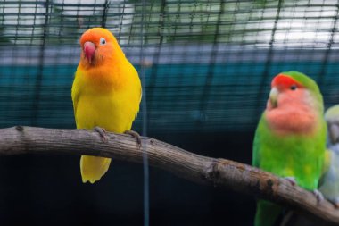 Yeşil ve sarı bir Budgerigar kuşu bir dala tünemiştir. Kuş kameraya bakıyor.