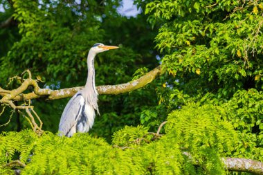 Doğu Akbalıkçıl, Ardea cinsinde beyaz balıkçıl, gölde balık tutuyor.