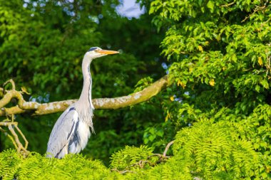 Doğu Akbalıkçıl, Ardea cinsinde beyaz balıkçıl, gölde balık tutuyor.