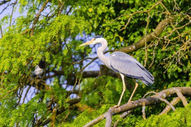 Doğu Akbalıkçıl, Ardea cinsinde beyaz balıkçıl, gölde balık tutuyor.