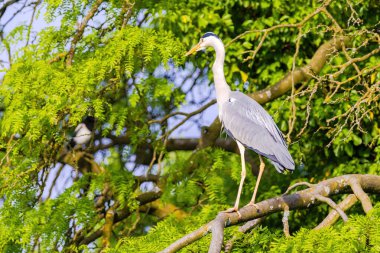 Doğu Akbalıkçıl, Ardea cinsinde beyaz balıkçıl, gölde balık tutuyor.