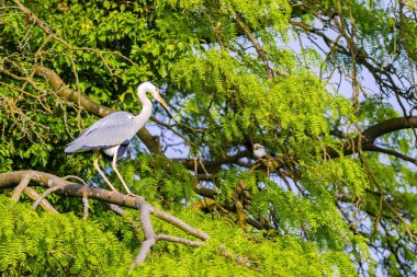 Doğu Akbalıkçıl, Ardea cinsinde beyaz balıkçıl, gölde balık tutuyor.
