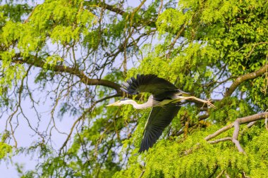Uzun boyunlu, havada uçan gri balıkçıl. Kuş mavi ve gri..