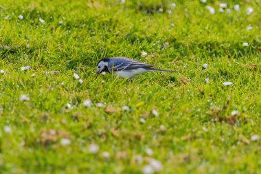 Küçük beyaz bir kuş, çim ve çiçeklerden oluşan bir tarlada yürüyor. Sahne huzurlu ve huzurlu, görüntünün odak noktası kuş.