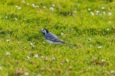 Küçük beyaz bir kuş, çim ve çiçeklerden oluşan bir tarlada yürüyor. Sahne huzurlu ve huzurlu, görüntünün odak noktası kuş.