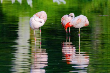 Bir grup flamingo bir su kütlesinin içinde duruyor.