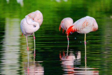 Bir grup flamingo bir su kütlesinin içinde duruyor.