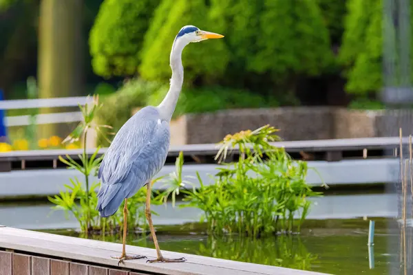 Doğu Akbalıkçıl, Ardea cinsinde beyaz balıkçıl, gölde balık tutuyor.