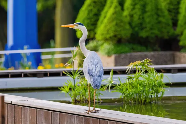 Doğu Akbalıkçıl, Ardea cinsinde beyaz balıkçıl, gölde balık tutuyor.