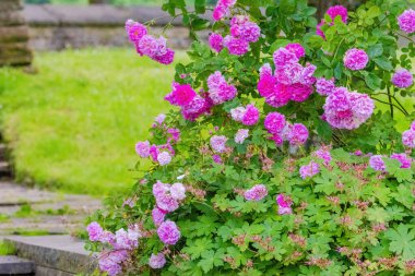 Çiçekler. Doğada güzel, canlı, renkli güller