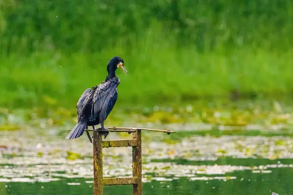 stock image The great cormorant, Phalacrocorax carbo, known as the great black cormorant, in a river