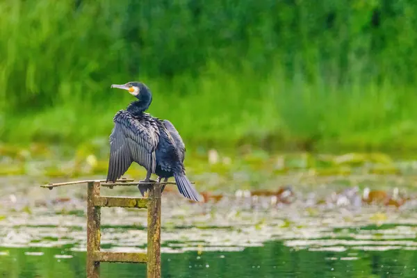 stock image The great cormorant, Phalacrocorax carbo, known as the great black cormorant, in a river