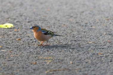 Asfaltlı bir yolda duran küçük bir kuş. Kuş kahverengi ve yeşildir.