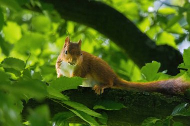 Parktaki ağaçtaki sevimli genç sincap portresi.