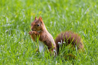 Parktaki yeşil çayırlarda oynayan sevimli genç sincap, vahşi yaşam.