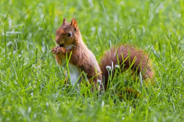 Parktaki yeşil çayırlarda oynayan sevimli genç sincap, vahşi yaşam.