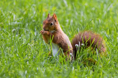 Parktaki yeşil çayırlarda oynayan sevimli genç sincap, vahşi yaşam.