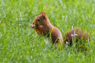 Parktaki yeşil çayırlarda oynayan sevimli genç sincap, vahşi yaşam.