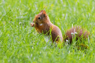 Parktaki yeşil çayırlarda oynayan sevimli genç sincap, vahşi yaşam.
