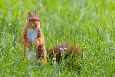 Parktaki yeşil çayırlarda oynayan sevimli genç sincap, vahşi yaşam.