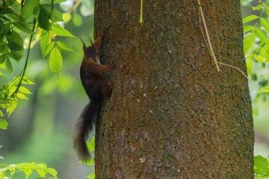 Parktaki ağaçtaki sevimli genç sincap portresi.